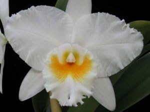 4 Live Orchid Plants + HP to Choose (Cattleyas + Heat Pack)