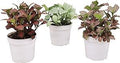 Three Fittonia Nerve Plants Colors Included Red, White and Pink Live Indoor Houseplant in Grower's Pot (Red White Pink, 4 inch)
