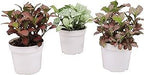 Three Fittonia Nerve Plants Colors Included Red, White and Pink Live Indoor Houseplant in Grower's Pot (Red White Pink, 4 inch)
