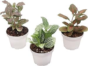 Three Fittonia Nerve Plants Colors Included Red, White and Pink Live Indoor Houseplant in Grower's Pot (Red White Pink, 2 inch)