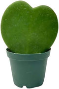 Hoya Heart Kerri Live Plant 2 inch Pot - Heart Succulents Plants Live - Rare Air Purifying Succulents House Plants for Home Office Wedding Decorations & Birthday Gift (Heat Pack Included)