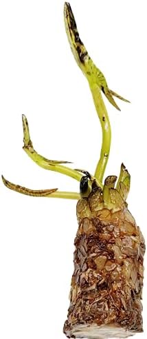 (Nymphaea Purple Joy) Tropical Water Lily Tuber Live Aquatic Plants for Freshwater Fish Pets Pond Balcony Decorations by Greenpro