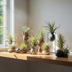 Set of 15 Assorted Air Plants Live, Low Light Tillandsia Indoor Houseplant, Small Medium Size, Easy Care Indoor Plants for Home and Office