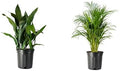 American Plant Exchange Cast Iron & Areca Palm 10-Inch Pots – 2 Pack of Large Easy Care Houseplants, Low Light, Low Maintenance Live Plants for Home, Office, Garden, Patio Décor, Indoor Outdoor Gift