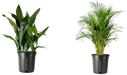American Plant Exchange Cast Iron & Areca Palm 10-Inch Pots – 2 Pack of Large Easy Care Houseplants, Low Light, Low Maintenance Live Plants for Home, Office, Garden, Patio Décor, Indoor Outdoor Gift