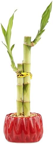 Live Lucky Bamboo 2 Stalk Arrangement in Round Red Ceramic Planter - 4 and 6 Inches Lucky Bamboo Indoor Potted House Plant for Home and Office Decor