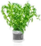SubstrateSource Live Aquarium Stem Plants - Freshwater Aquatic Plant for Fish Tanks, Aquascaping - (Staurogyne Sp. Porto Velho, 1 Pot)