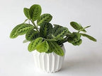 Live Plant, Lemon Lime Maranta Prayer Plant, Pet Friendly, Air Purifying Plant, Easy Care, Easy to Grow Live Indoor Plant, Houseplant, Rare Indoor Plant, Home Décor 4 inch White Pot
