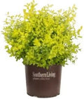 Sunshine Ligustrum Plant, 1 Gallon, Golden Foliage Privacy Hedge, Non-Invasive, Evergreen in Zones 7-10