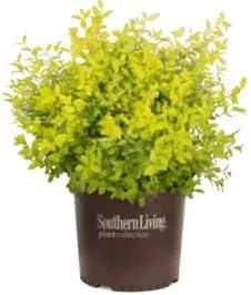 Sunshine Ligustrum Plant, 1 Gallon, Golden Foliage Privacy Hedge, Non-Invasive, Evergreen in Zones 7-10