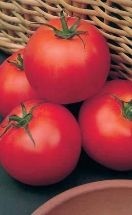 Clovers Garden Big Boy Tomato Plants- Two (2) Live Plants – Non-GMO - Not Seeds – Each 4"-8" Tall in 4 Inch Pots - Great Canner & Slicer