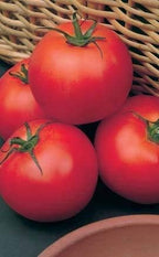Clovers Garden Big Boy Tomato Plants- Two (2) Live Plants – Non-GMO - Not Seeds – Each 4"-8" Tall in 4 Inch Pots - Great Canner & Slicer