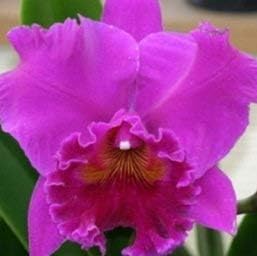 4 Live Orchid Plants to Choose (Cattleyas)