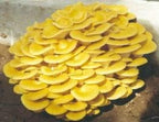 Root Mushroom Farm- 30 Mushroom Liquid Cultures /Golden Oyster(Pleurotus citrinopileatus)