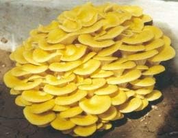 Root Mushroom Farm- 30 Mushroom Liquid Cultures /Golden Oyster(Pleurotus citrinopileatus)