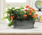 Buzzy Seeds My First Garden Windowsill Grow Kit, Tomato and Marigold Seeds, Indoor Gardening Starter Set for Beginners, Fun DIY Planting Project Gift, New Home Present