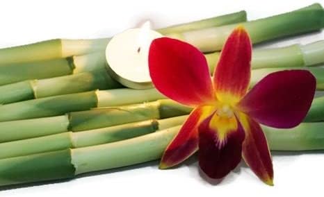 Miami Fresh Orchid Loose Bloom PERISHABLE flowers OrchidClub USA Sunne Tropical DIY lei, food & drink decoration (100 YELLOW)
