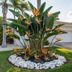 Bird of Paradise - White + Orange - Strelitzia. (2 White + 2 Orange BoP Cups)