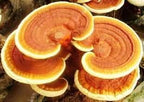 Root Mushroom Farm--Mushroom Liquid Cultures/10cc Syringe/Yellow Reishi(Ganoderma Curtisii)