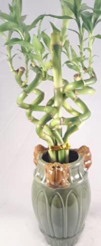 Jmbamboo - Live Spiral 6 Style Lucky Bamboo Plant Arrangement w/ Ceramic Vase Unique from Jmbamboo
