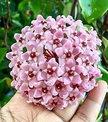 Hoya Carnosa Albo Variegata, 4 Inch Live Indoor Wax Plant, Green and Cream Variegated Leaves, Air Purifying Trailing Houseplant