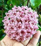 Hoya Carnosa Albo Variegata, 4 Inch Live Indoor Wax Plant, Green and Cream Variegated Leaves, Air Purifying Trailing Houseplant
