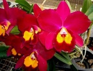 4 Live Orchid Plants to Choose (Cattleyas)