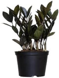 Black ZZ Live Plant by United Nursery 8–12 inchesTall in 6 inch Plant Pot, Easy Care Low Light Indoor House Plant for Office and Home Decor (6-inch)