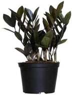 Black ZZ Live Plant by United Nursery 8–12 inchesTall in 6 inch Plant Pot, Easy Care Low Light Indoor House Plant for Office and Home Decor (6-inch)