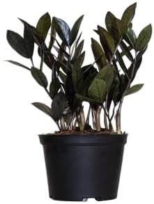 Black ZZ Live Plant by United Nursery 8–12 inchesTall in 6 inch Plant Pot, Easy Care Low Light Indoor House Plant for Office and Home Decor (6-inch)