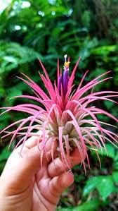 Rainforest Grown 12 Pack Assorted Air Plants - Live Tillandsia - Easy Care House Plants -