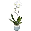 Large White Live Orchids Blooming in 5" Blue & White Orchid Pot, Pet Friendly Live Plant Gifts for Plant Lovers, Approx. 22"+ Tall, Real Houseplants, Phalaenopsis Moth Flowers by Plants for Pets