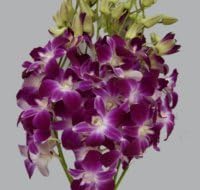 Just Orchids - Premium Long Stem Purple Dendrobium