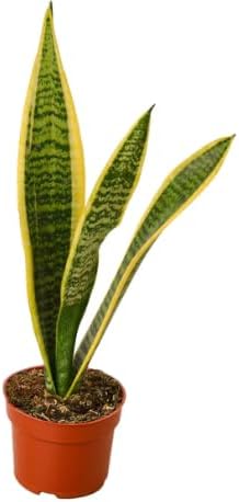 Live Snake Plant, Sansevieria in 3-inch Pot, NO Shipping to CA