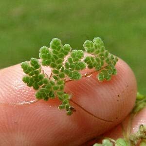 Azolla plant - Azolla caroliniana for Cultivation & Feeding 10+ Live Plants