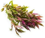 SubstrateSource Live Aquarium Red Stem Plants - Freshwater Aquatic Plant for Fish Tanks, Aquascaping - (Alternanthera Reineckii Rosaefolia Mini, 1 Bunch)