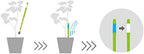 Sustee Aquameter, Set of 5, Plant Soil Moisture Sensor (Green, Small)