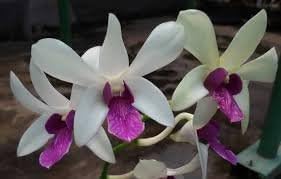 3 Large + 3 Small Diffferent Dendrobiums Live Orchids Plants