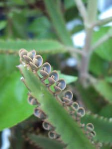 KVITER Leopard Mother of Thousands Kalanchoe Daigremontiana Alligator Plant