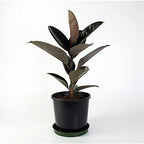 Rubber Plant - 3 Live Plants in 4 Inch Pots - Ficus Elastica “Burgundy” - Beautiful Easy Care Air Purifying Indoor Houseplant
