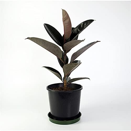 Rubber Plant - 5 Live Plants in 4 Inch Pots - Ficus Elastica “Burgundy” - Beautiful Easy Care Air Purifying Indoor Houseplant