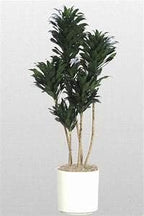 Dracaena Janet Craig Compacta Cane - Live Plant in a 10 Inch Pot - Dracaena Deremensis 'Compacta' - Easy Care Low Maintenance Houseplant