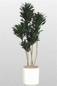 Dracaena Janet Craig Compacta Cane - Live Plant in a 10 Inch Pot - Dracaena Deremensis 'Compacta' - Easy Care Low Maintenance Houseplant