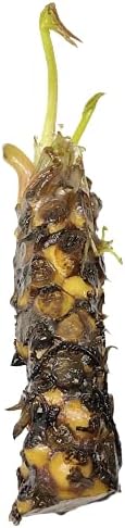 Live Aquatic Plant Yellow Nymphaea Chromatella Hardy Water Lilies Tuber for Aquarium Freshwater Fish Pond by Greenpro
