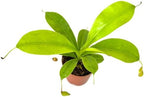 Nepenthes Alata Live Plant in 2" Pot - Carnivorous Live Plants - Easy to Grow Air Purifying Indoor House Plants Flowers for Home Office Wedding Decor & Birthday Gift (Heat Pack Included)