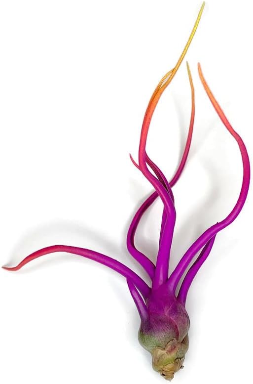 Colorful Tillandsia Air Plants, Live Air Plant, Air Purification Plants, Home Decor & Gift, Healthy Arrival Guarantee, Garden Airplant, Easy Care Plant, Rainbow #3 (6 Pack)