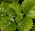 Trailing Swedish Ivy Plectranthus Starter Plant