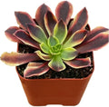 Succulents Plants Live 2" Aeonium Superbang, Live Mini Succulent Plants, Easy Care House Plants Rooted in Succulent Soil Mix, by The Succulent Cult