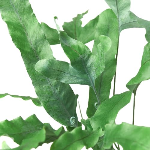 Fern 'Blue Star' | Live Plant for Indoor & Outdoor | for Living Room, Office, Bathroom | (4" Pot)