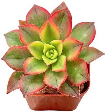 2" Aeonium Kiwi Tricolor Unique Succulents Plants Live, Live Starter Succulent Plants, Easy Care House Plants Rooted in Succulent Soil Mix, By The Succulent Cult